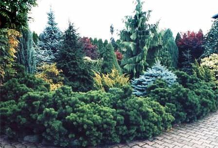 Вдоль забора или в качестве живой изгороди лучше подходят вечнозелёные растения