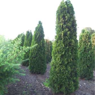 Туя даёт прирост за год около 30 см