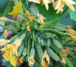 Огурец «Всем на зависть f1» востребован у огородников