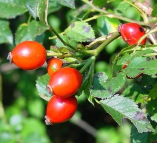 Можно попробовать выжечь шиповник, но действовать в данном случае придется крайне осторожно