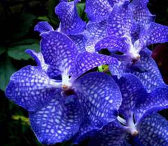 Орхидея Ванда считается одним из самых капризных растений, но его можно приручить в домашних условиях