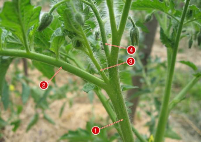 В проведении пасынкования, формирования кустов и подвязывании нуждается ограниченное количество сортов томатов