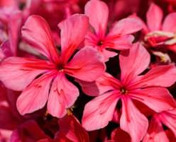 Флокс «Клеопатра» представляет собой гибрид с 3D-формой цветка