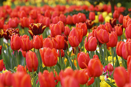 Как вырастить тюльпаны в теплице к 8 марта: условия выгонки