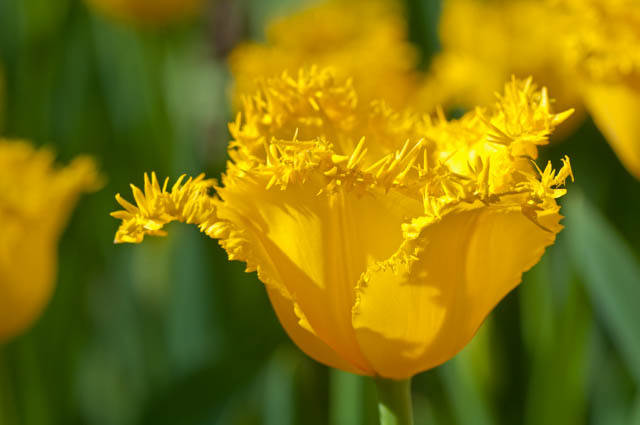 Сорт Гамильтон отличается устойчивостью к вирусу пестролепестности тюльпанов
