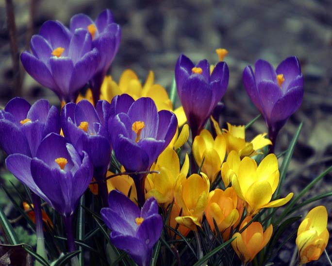 Что посадить рядом с тюльпанами на участке