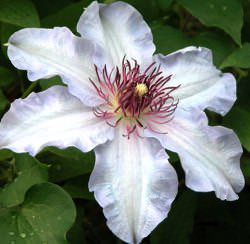 Клематис в переводе с греческого означает «усик»