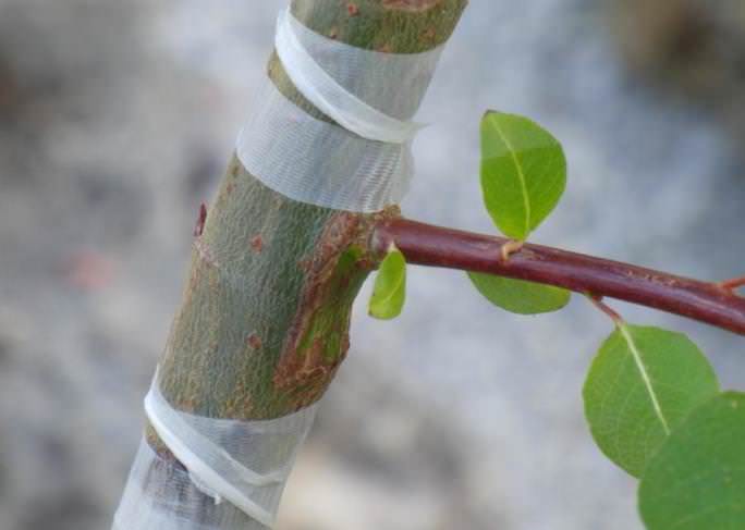 Важный этап размножения абрикоса – окулировка