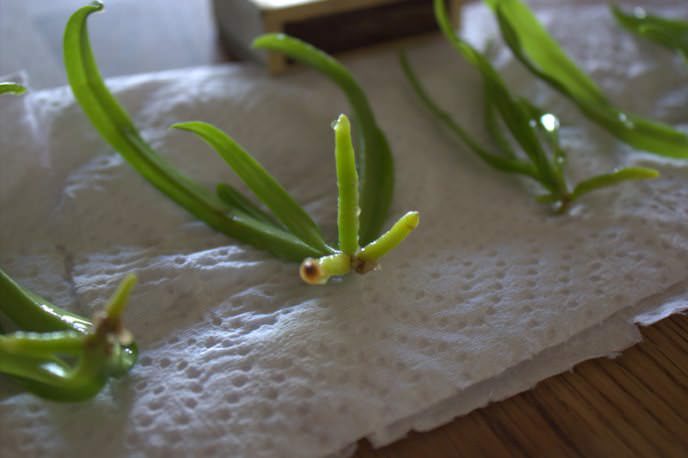 Мономодальные виды комнатных орхидей, включая Phalaenopsis, способны образовывать маленькие отростки