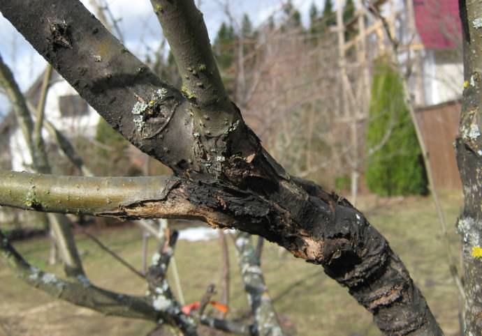 Черный рак – заболевание яблонь, которое поражает кору штамба, листья и плоды