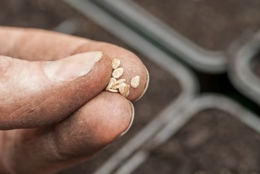 Посев семян сорта «Спрут ф1» осуществляется в последней декаде января или в первых числах февраля