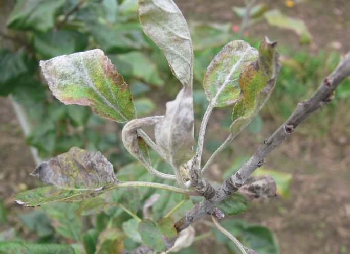Мучнистая роса поражает жизненно важные части яблони – побеги и почки, листья и кору