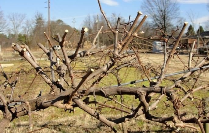 Весенняя обрезка способствует увеличению количества поступающих питательных веществ к ягодам