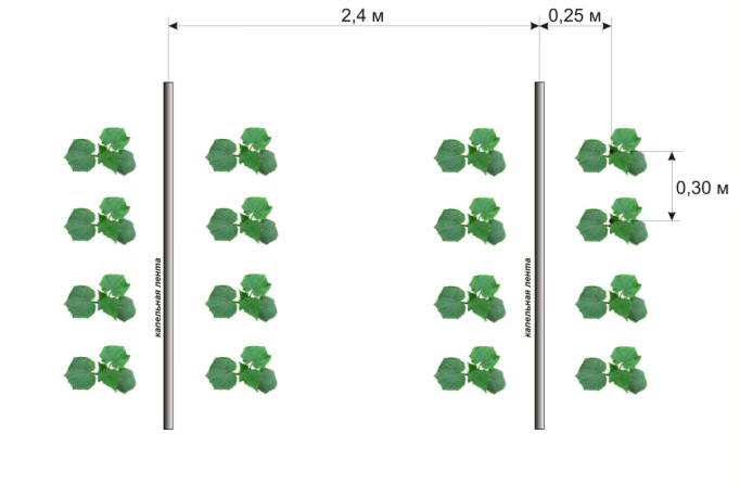 Посадка огурцов в августе на тепличные гряды выполняется в соответствии со стандартной схемой