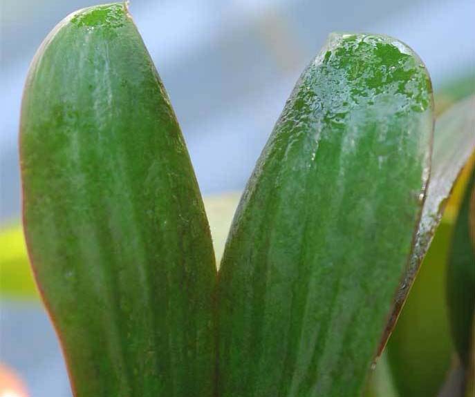 В домашних условиях на листьях комнатных орхидей появляется липкий налёт в результате патологической активности паразитов или появления болезней