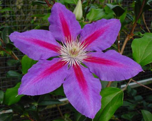 Клематисы: описание многообразия форм, сортов и цвета в Подмосковье