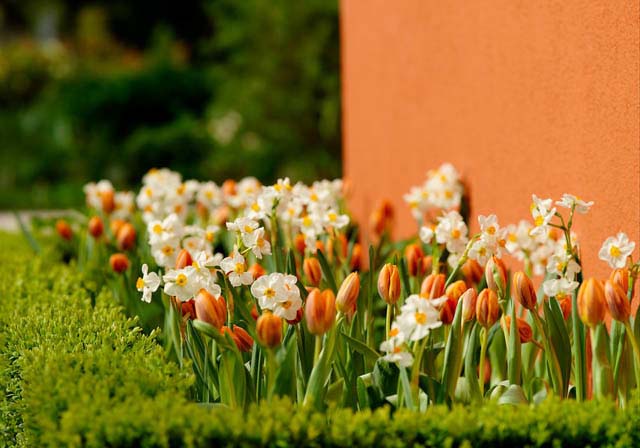 Что посадить рядом с тюльпанами на участке