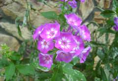 О болезнях флоксов профессионалы-садоводы и любители вспоминают не так часто