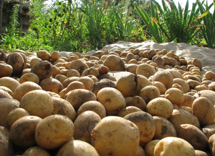 Картофель «Тимо» формирует хороший урожай