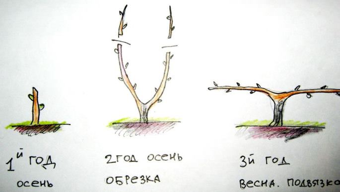 Штамбовая формировка подходит для выращивания винограда без укрытия на зиму