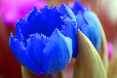 Такие разные тюльпаны