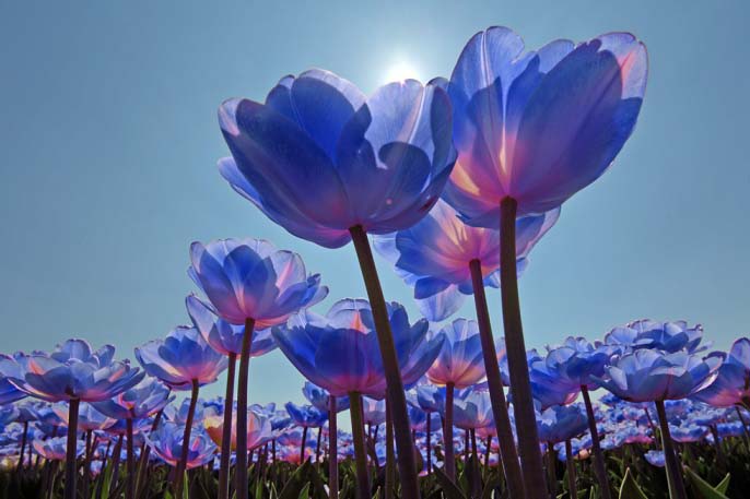 Такие разные тюльпаны