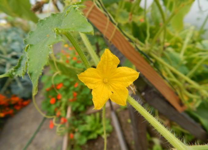 Огурец «Пасадена f1» способен на длительное плодоношение