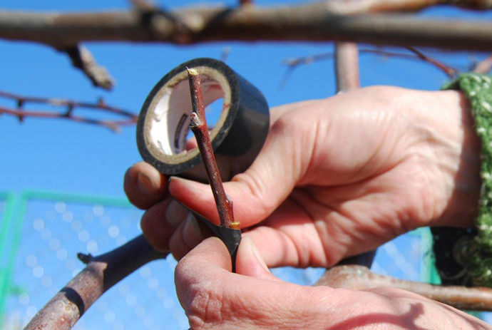 Современные садоводы все чаще с конца декабря приступают к работе по прививанию плодовых деревьев