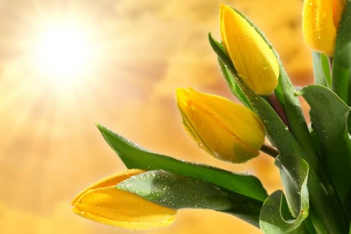 Как вырастить тюльпаны в теплице к 8 марта: условия выгонки