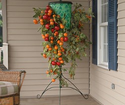 Помидоры, выращенные «вниз головой», приносят больше урожая