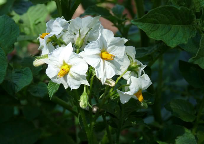 Период от всходов до технической зрелости картофеля «Удача» составляет 60-70 дней