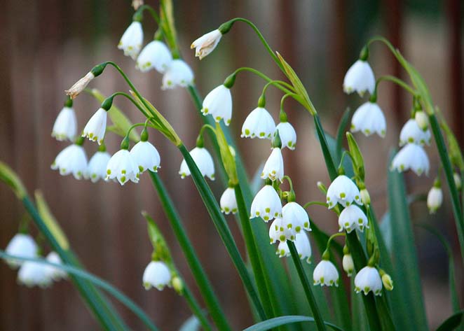 Что посадить рядом с тюльпанами на участке