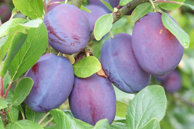 «Валор канадский» – сорт позднего срока созревания