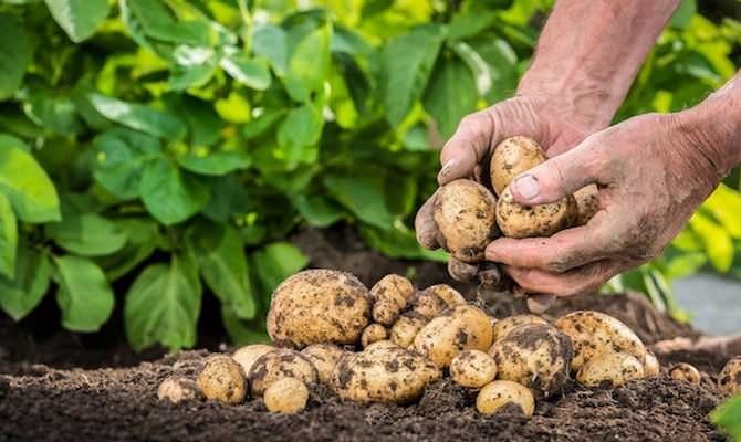 Очень хороший урожай картофеля «Чародей» по силам вырастить даже начинающему овощеводу