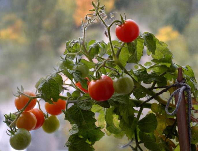 «Бонсай» – низкорослый сорт, высотой 20-30 см, штамбовый с мелкими темно-зелеными листьями