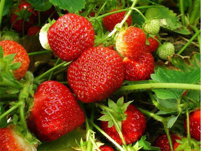 В трубах ПВХ лучше посадить сорта земляники, устойчивые к неблагоприятным погодным условиям, болезням и вредителям