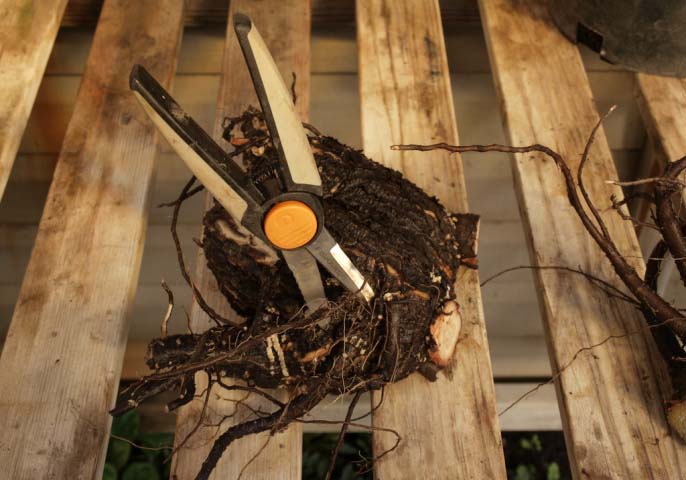 Деление клематисов не представляет особой сложности