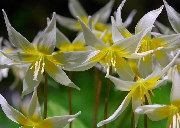 Что посадить рядом с тюльпанами на участке