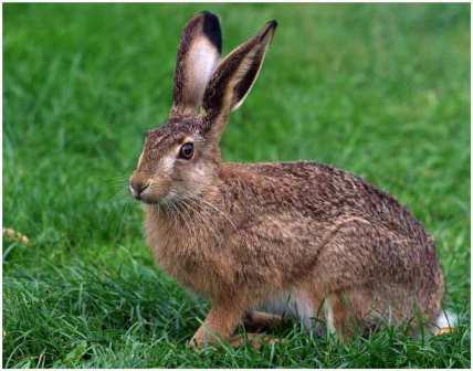 Вот такой милый заяц может нанести дачному саду страшнейший вред!