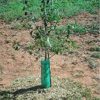 Очень важно определить, есть ли зайцы в саду, и вовремя начать с ними бороться!