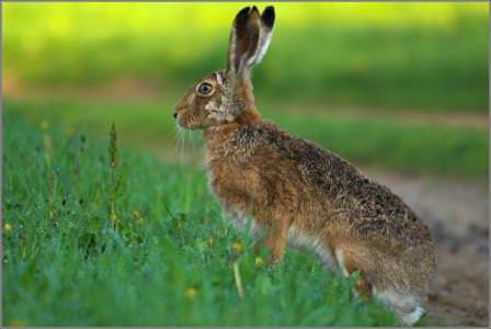 Вред от зайцев в саду непоправим, а потому постарайтесь спасти деревья!
