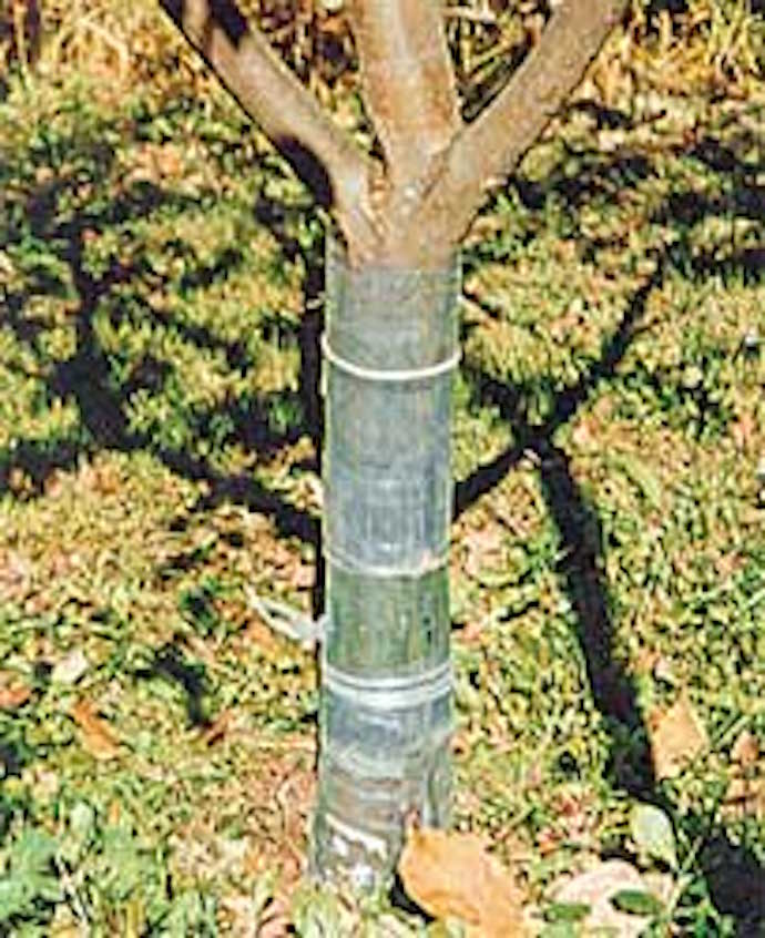 Выбираем лучший способ прогнать зайцев из сада или спасти деревья!