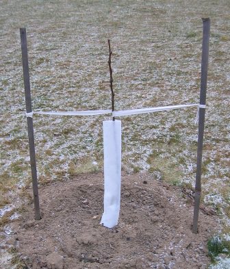 Один из способов защитить саженцы от зайцев