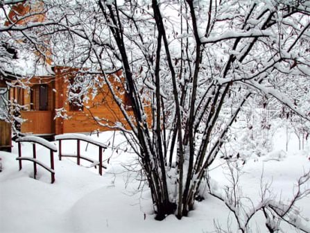 Лучшие методы защиты дачного сада от зайцев: советуют профессионалы