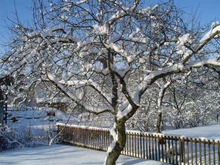 Зимний сад — одно из мест питания зайцев! Будьте осторожны!