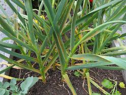 Существует несколько причин почему желтеют листья у чеснока