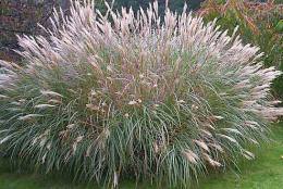 Декоративные злаки и травы – это отличный выбор для осеннего сада