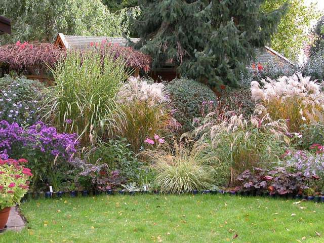 Ход, используемый многими дизайнерами – посадка воздушного злака, обладающего холмообразной формой кочки, на переднем плане