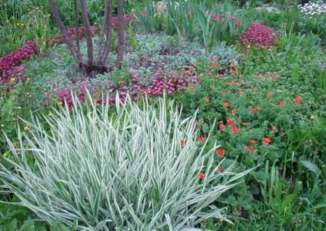 Так как злаки и травы быстро распространяются, не рекомендуется располагать их близко со слабыми растениями