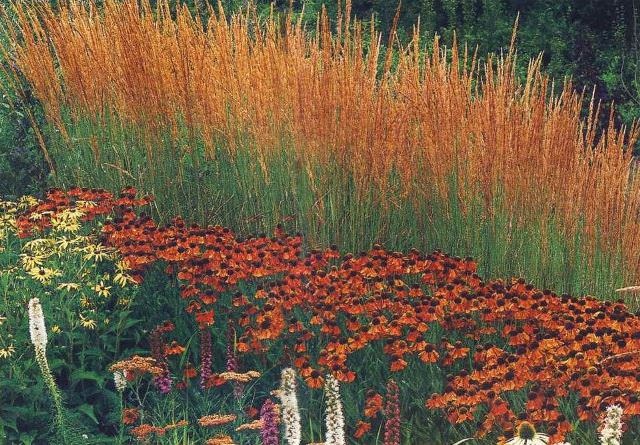 Площадь места для посадки увеличивается по мере разрастания злаков